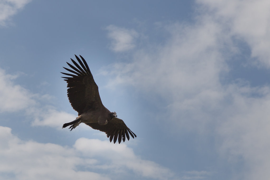 El baby Condor